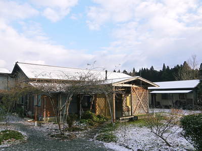 天然『ふきのとう』販売スタート(2016) 雪の中から元気に芽吹いています_a0254656_19252052.jpg