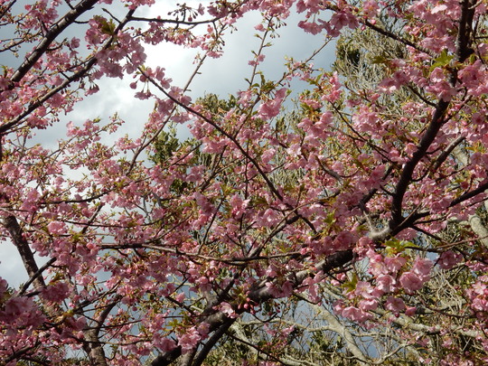 ’16、2、17(水)官軍塚の河津桜を見てきたYO!_f0060461_7592036.jpg