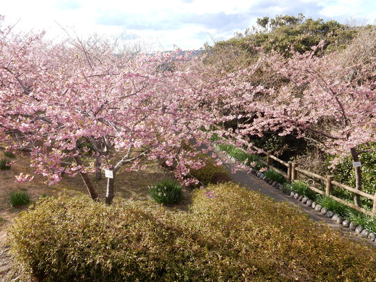 ’16、2、17(水)官軍塚の河津桜を見てきたYO!_f0060461_802049.jpg