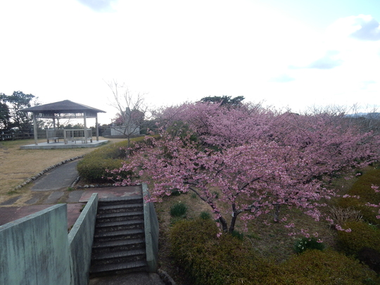 ’16、2、17(水)官軍塚の河津桜を見てきたYO!_f0060461_81165.jpg