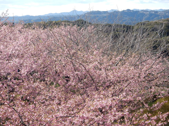 ’１６、２、１７（水）官軍塚の河津桜を見てきたＹＯ！_f0060461_831514.jpg