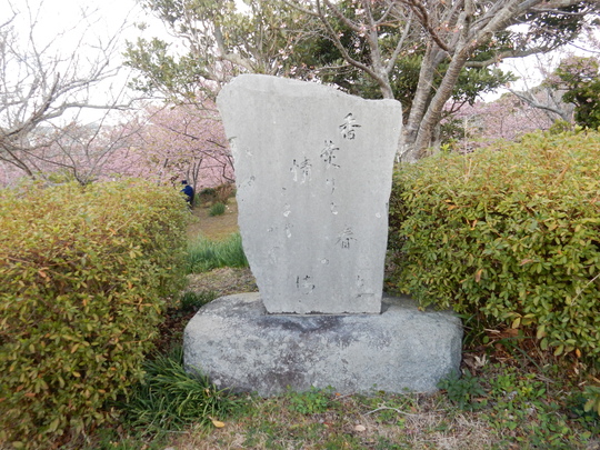’16、2、17(水)官軍塚の河津桜を見てきたYO!_f0060461_844588.jpg