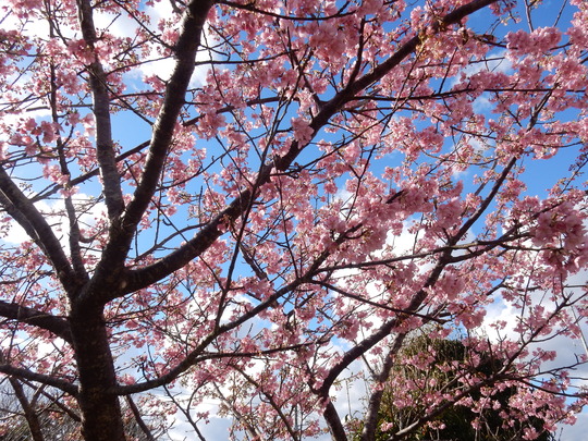 ’１６、２、１７（水）官軍塚の河津桜を見てきたＹＯ！_f0060461_881578.jpg