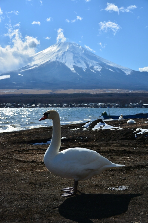 山中湖の白鳥_a0307264_13271855.jpg