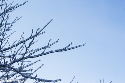 木々が凍る日～2月の旭川 - My favorite ～Diary 3～