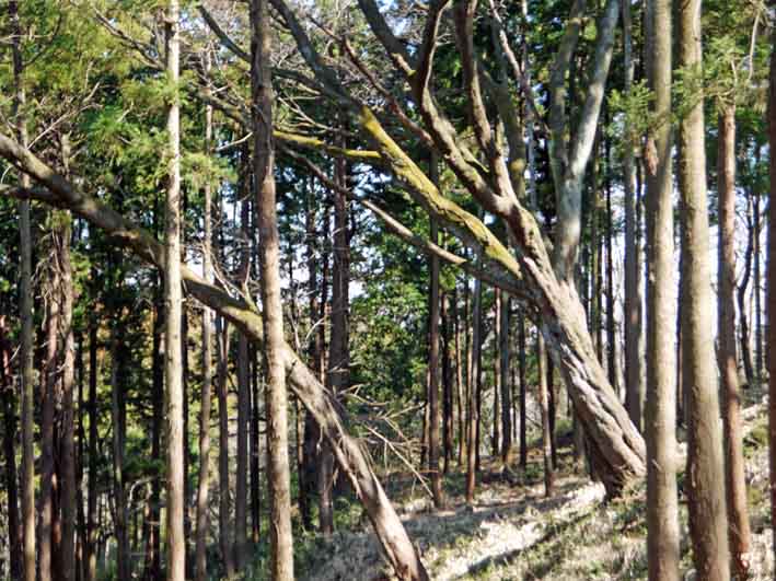 散策路から仲睦まじい夫婦桜の姿が2・16六国見山臨時手入れ_c0014967_931375.jpg