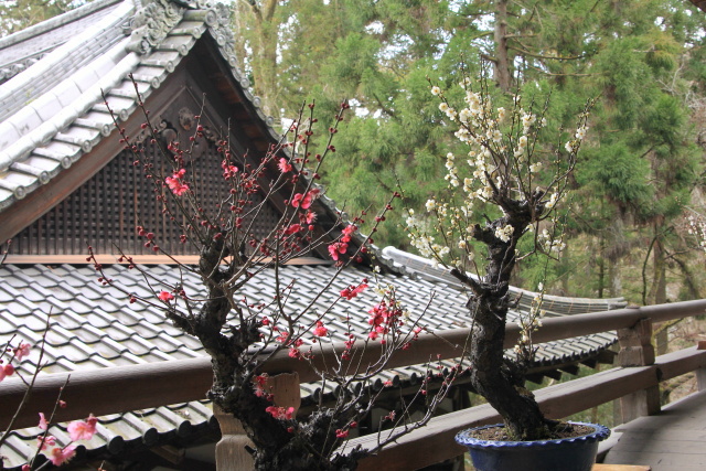 石山寺　無憂園にて_b0055171_110466.jpg