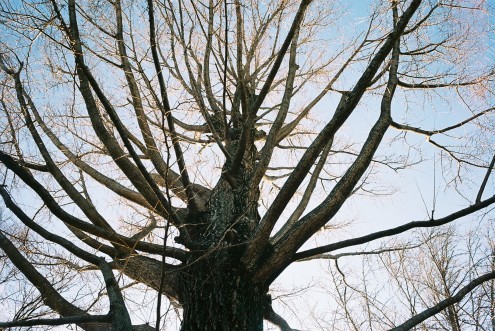 枯銀杏_c0195272_21061392.jpeg