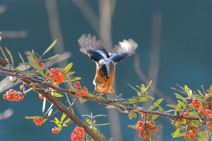 最近写した野鳥_d0334291_19524140.jpg