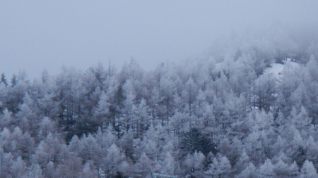 霧氷の朝_e0120896_07172960.jpg