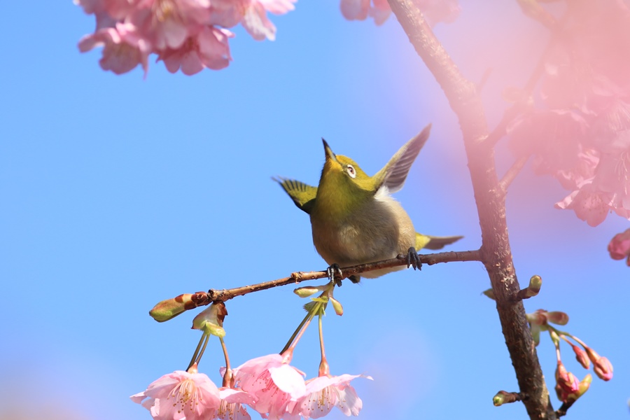 河津桜かな？_a0057905_2025077.jpg