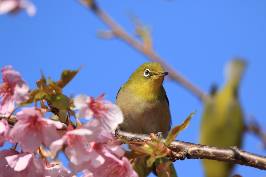 河津桜かな？_a0057905_2031879.jpg