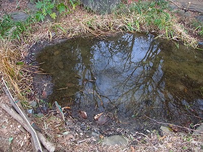 カエルの卵はもうすぐ?_b0049307_21202771.jpg