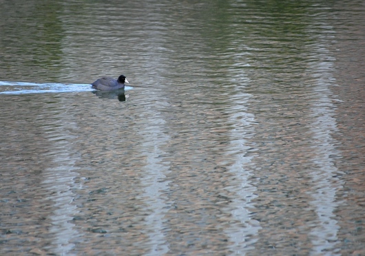 水辺の鳥たち_b0209919_22483367.jpg