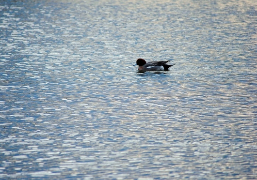 水辺の鳥たち_b0209919_22513215.jpg