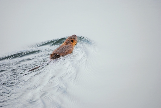 水辺の鳥たち_b0209919_2355846.jpg