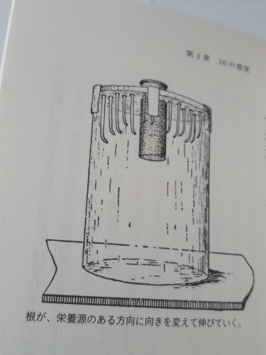 悲鳴をあげる植物 「植物は<知性>をもっている」その2_e0016828_11575743.jpg