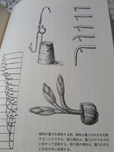悲鳴をあげる植物 「植物は<知性>をもっている」その2_e0016828_11583629.jpg