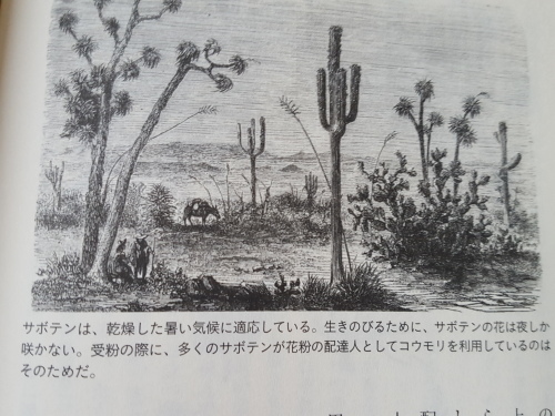 悲鳴をあげる植物 「植物は<知性>をもっている」その2_e0016828_12025676.jpg