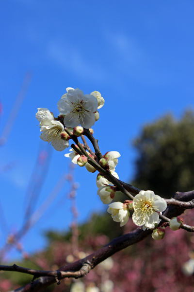 花畑園芸公園の梅　2016年2月18日_a0129233_17261234.jpg