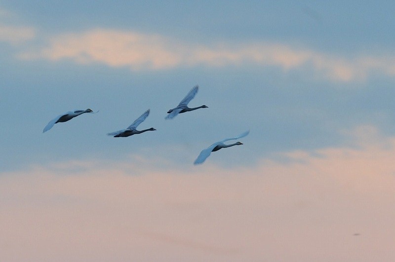 夕景の白鳥・・・_c0233349_2326582.jpg