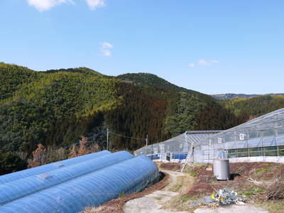 山あいの南高梅 冬の剪定後の様子とつぼみの膨らみ_a0254656_17345764.jpg