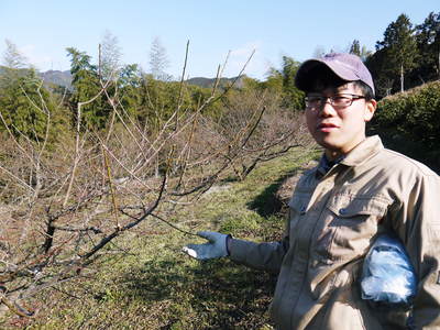 山あいの南高梅 冬の剪定後の様子とつぼみの膨らみ_a0254656_1844398.jpg