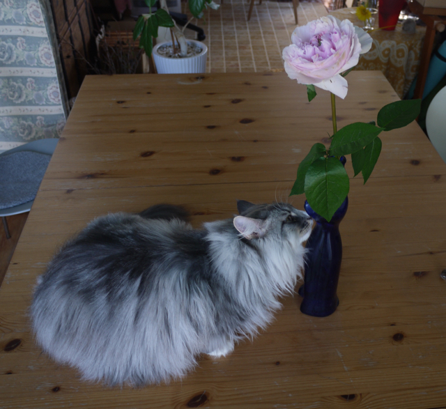 バラと花瓶とウーラちゃん。_e0356356_15320790.jpg
