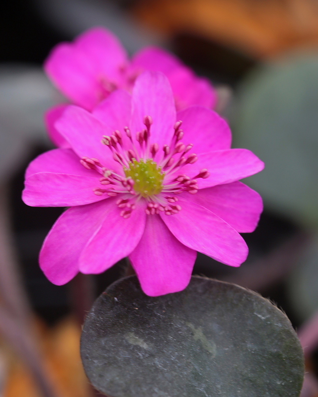 ＪＡ花園直売所の花たち_c0305565_18185336.jpg