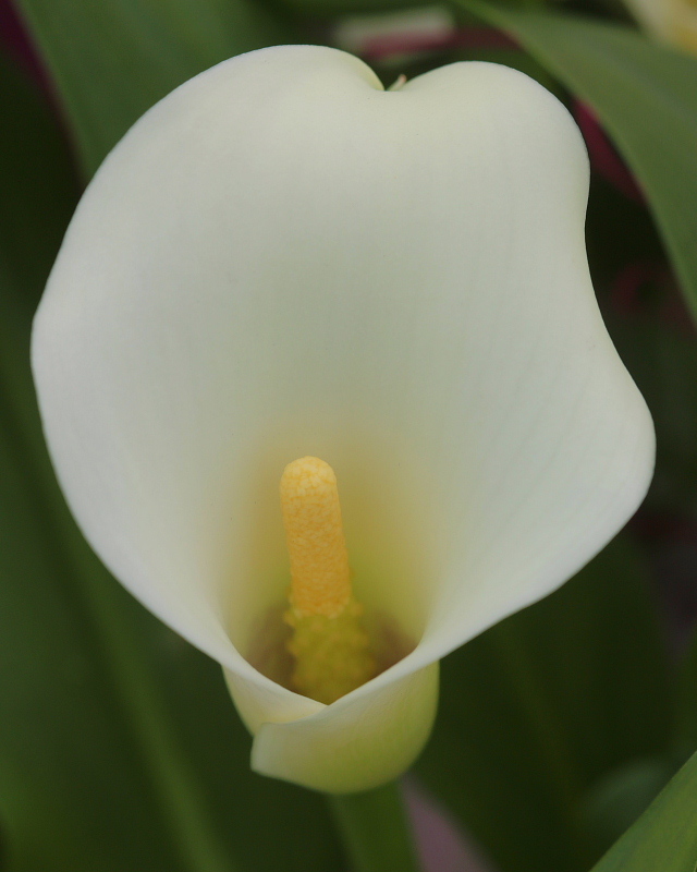 ＪＡ花園直売所の花たち_c0305565_18195566.jpg