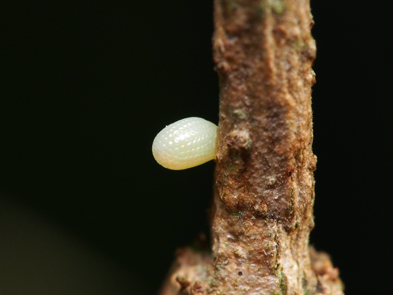 沖縄の蝶 オオゴマダラの蛹と幼虫と卵 Byヒナ 仲良し夫婦de生き物ブログ
