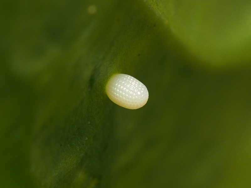 沖縄の蝶 オオゴマダラの蛹と幼虫と卵 Byヒナ 仲良し夫婦de生き物ブログ