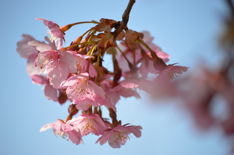 河津桜_d0344485_22165500.jpg