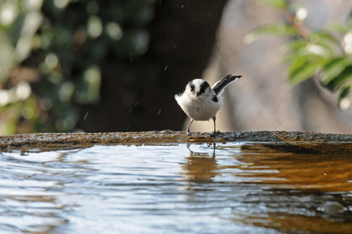 水場の鳥さん　＜柄長・山雀　他＞_e0248688_1710426.gif