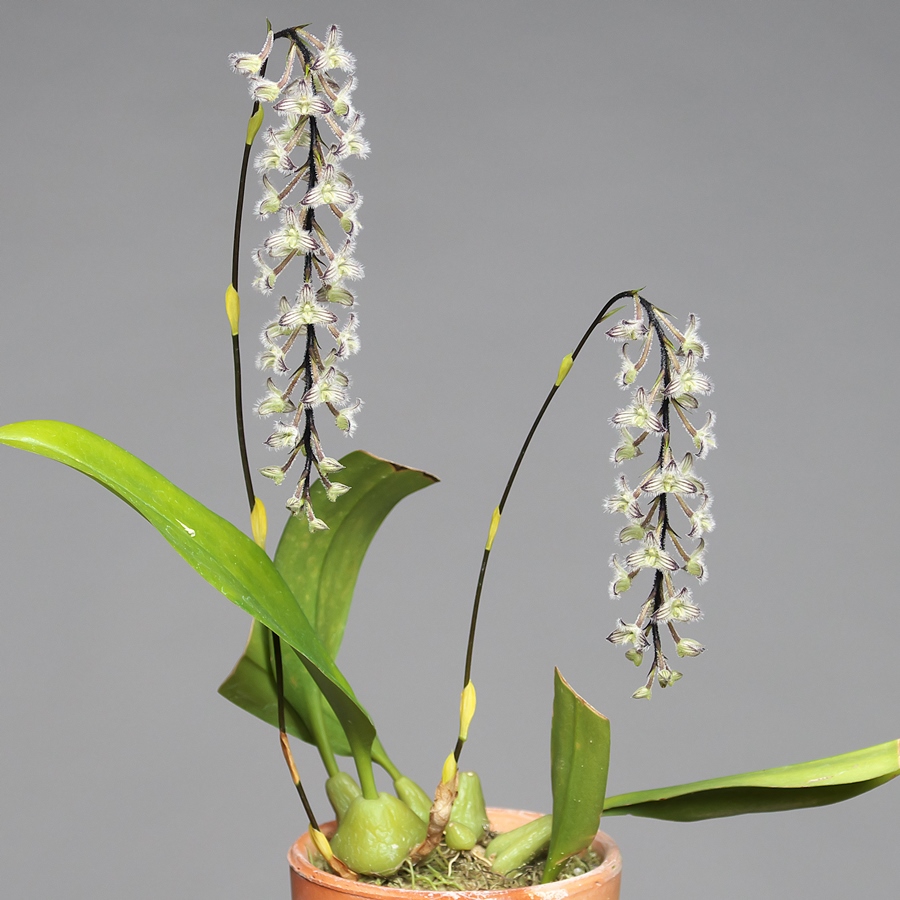 ☆洋蘭☆原種☆Bulb. lindleyanum 'Hamatora' BM/JOGA☆リンドレヤナム