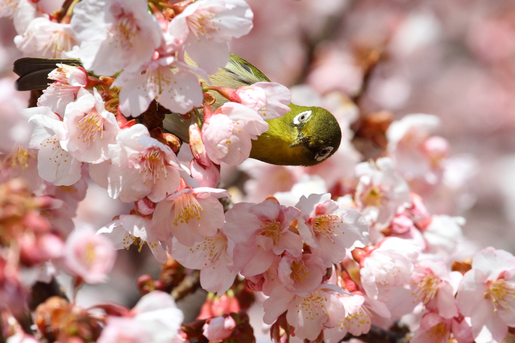 寒桜にメジロ_b0190710_22344220.jpg