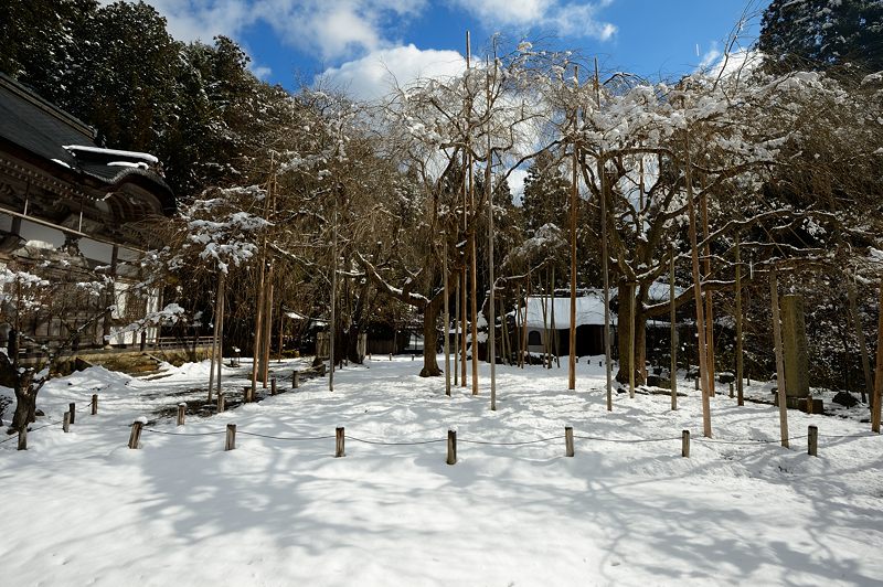 雪を求めて北へ!!!@常照皇寺 其の三_f0032011_19315543.jpg