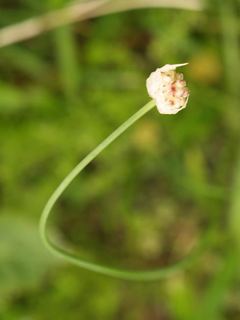 恋する花　恋する夢_c0202113_16465089.jpg