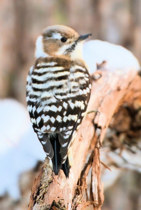 北の森からエゾリスと野鳥便り _d0098721_17482423.jpg