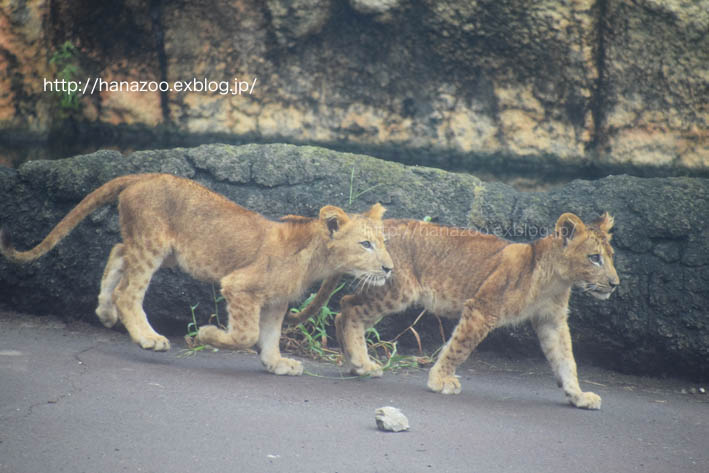 ライオンバスとイチゴとニイナ 2 今日ものんびり動物園 ライオンバスとイチゴとニイナ 2 今日ものんびり動物園