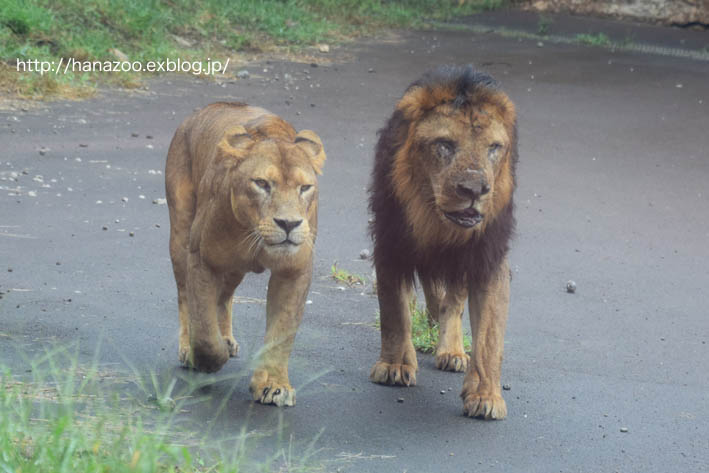 ライオンバスとイチゴとニイナ 2 今日ものんびり動物園 ライオンバスとイチゴとニイナ 2 今日ものんびり動物園