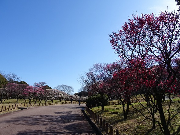 荒山公園の梅林_b0299042_2005231.jpg