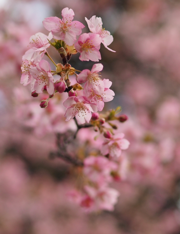 皇居東御苑の河津桜　☆_d0146247_226250.jpg