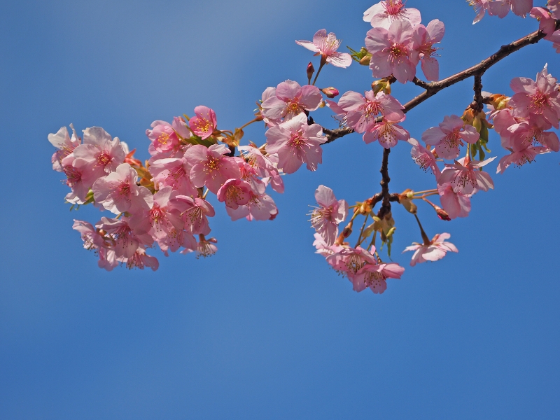 皇居東御苑の河津桜　☆_d0146247_2282518.jpg