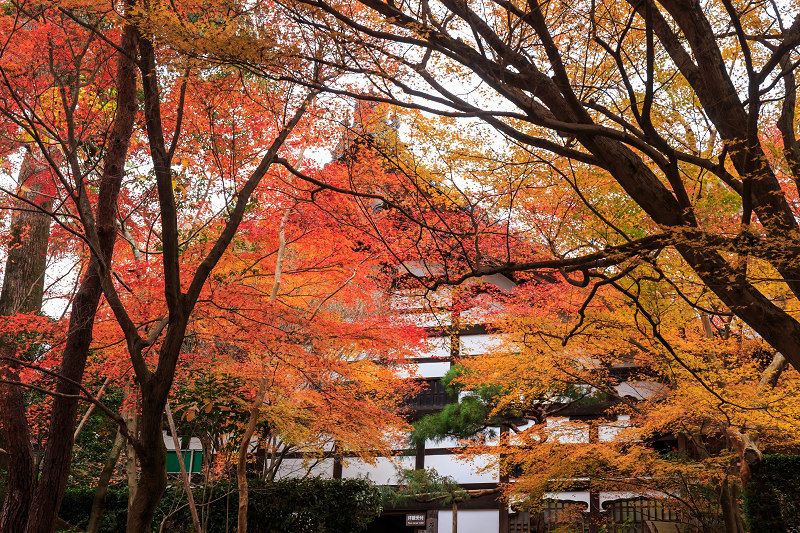 京都の紅葉2015・龍安寺（石庭編）_f0155048_22233850.jpg