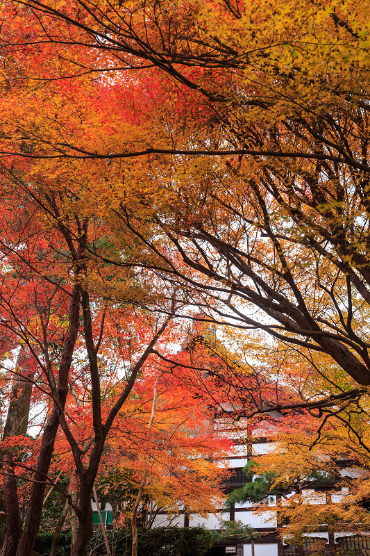 京都の紅葉2015・龍安寺（石庭編）_f0155048_22382944.jpg