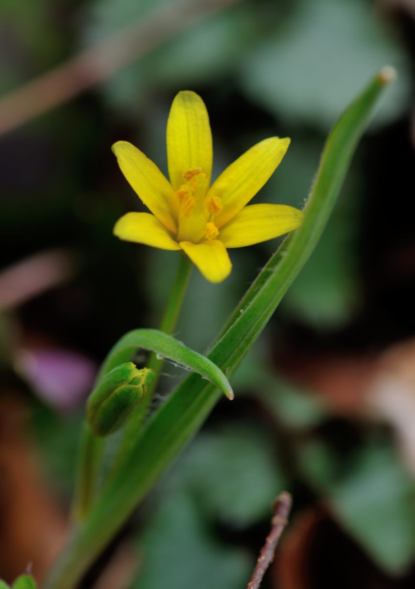  黄花甘菜（キバナアマナ）♪_f0224648_193210100.jpg