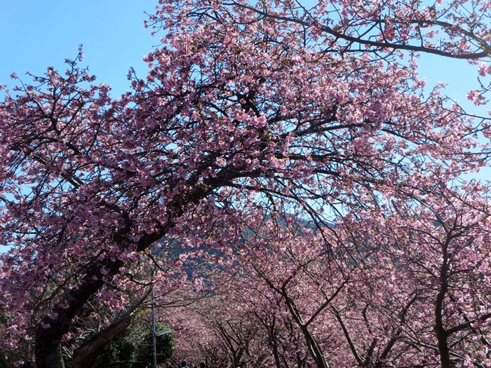 【河津桜まつり2016・河津桜の原木まで】_b0009849_939965.jpg