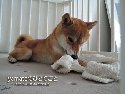 レッグウォーマー Yamatoのひとりごと