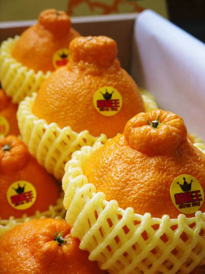 大人気の２大柑橘類（デコポン+せとか）をセットにして“プレミアムオレンジ”販売開始!!_a0254656_1915452.jpg